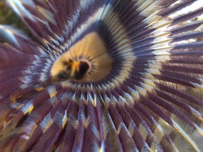 Close-up of a worm with radial pattern in purple and yellow, tube worm (Sabellastarte), dive site