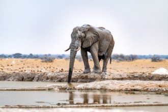 African elephant (Loxodonta africana), adult male, drinking at a waterhole, Nxai Pan National Park,