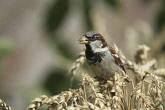 House sparrow (Passer domesticus) male foraging in a wheat field, Allgäu, Bavaria, Germany Allgäu,