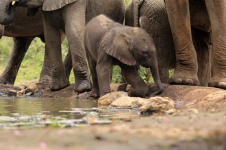 African elephant (Loxodonta africana), young animal, calf, baby elephant, mother, young animal with
