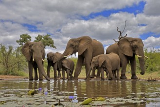 African elephant (Loxodonta africana), adult, juvenile, group, herd, at the water, drinking, Kruger