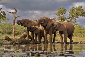African elephant (Loxodonta africana), adult, juvenile, group, at the water, drinking, Kruger