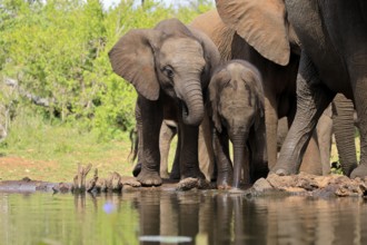 African elephant (Loxodonta africana), two young animals, at the water, drinking, Kruger National