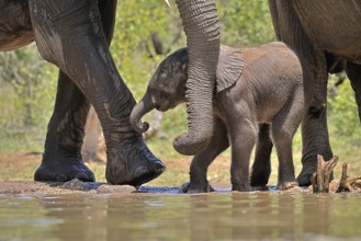 African elephant (Loxodonta africana), young animal, with mother, baby elephant, calf, at the