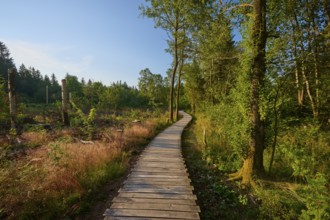 Wooden plank path leads through green forest in the sunshine, conveys peace and closeness to