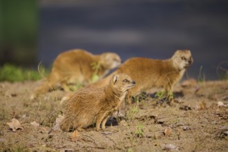 Ethiopian dwarf mongoose (Helogale hirtula) sitting on the ground, Bavaria, Germany, Europe