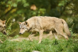 Eastern wolf (Canis lupus lycaon) walking on a meadow, Bavaria, Germany, Europe