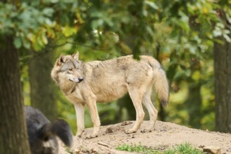 Eastern wolves (Canis lupus lycaon) standing on a little hill, Bavaria, Germany, Europe