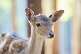 European fallow deer (Dama dama) youngster, portrait, in a forest, Bavaria, Germany, Europe