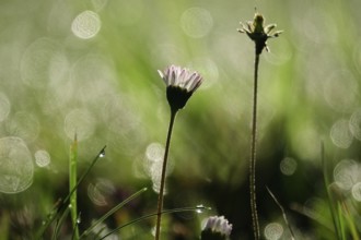 Summer meadow with morning dew, Germany, Europe