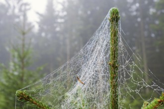Spiderweb with morning dew on a spruce tree in a forest with mist at autumn