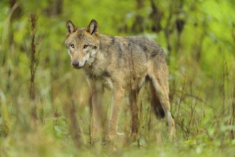 Wolf (Canis lupus), in forest, summer, Germany, Europe