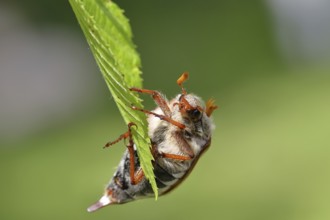 Northern cockchafer (Melolontha hippocastani), male, on leaves of a hornbeam (Carpinus betulus),