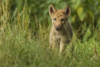 Wolf (Canis lupus), young wolf in forest, summer, Germany, Europe