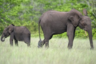 African forest elephants (Loxodonta cyclotis) in a clearing in Loango National Park, Parc National