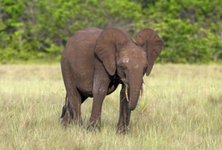 African forest elephant (Loxodonta cyclotis) in a clearing in Loango National Park, Parc National