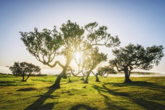 Centuries-old til trees in fantastic magical idyllic Fanal Laurisilva forest on sunset. Madeira