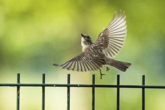 A juvenile spotted flycatcher (Muscicapa striata) flying over a metal fence in a green, natural