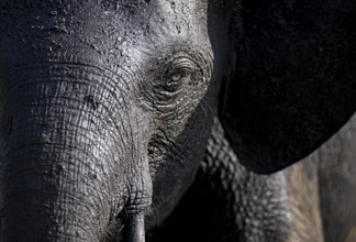 African forest elephant (Loxodonta cyclotis) in Loango National Park, Parc National de Loango,
