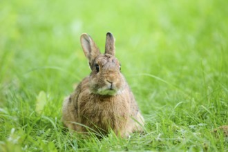 Domesticated rabbit (Oryctolagus cuniculus domesticus) on a meadow, Franconia, Bavaria, Germany,