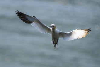 Northern Gannet, Morus bassanus, bird in flight over sea, Bempton Cliffs, North Yorkshire, England,