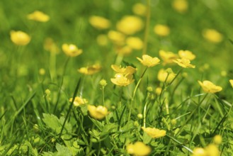 Yellow buttercup (Ranunculus) glow in the spring sun in a meadow, Ternitz, Lower Austria, Austria,