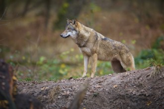 A gray wolf (Canis Lupus), standing in autumn forest, in a natural environment, Germany, Europe