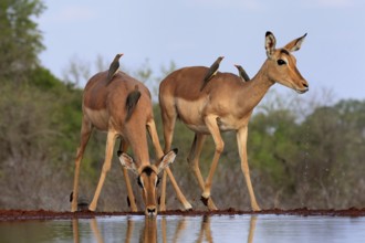 Black heeler antelope (Aepyceros melampus), adult, female, two females, at the water, drinking,
