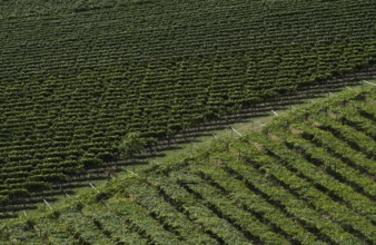 Vines, viticulture, agriculture, agribusiness, Schenna, Scena, South Tyrol, Autonomous Province of