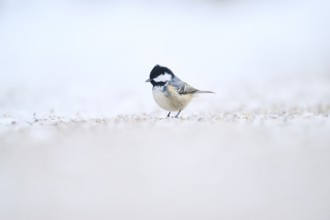 Coal tit (Periparus ater) on the ground in the snow in winter, Bavaria, Germany, Europe