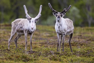 Reindeer (Rangifer tarandus), two animals standing on a moor, Varanger, Finnmark, Norway, Europe