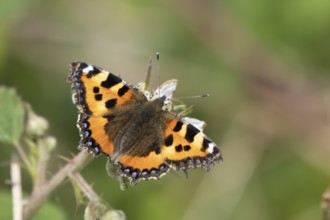 Small tortoiseshell butterfly (Aglais urticae) adult insect feeding on a Bramble flower in summer,