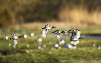Eurasian Teal, Anas crecca, birds in flight over winter marshes