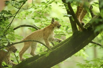 Eurasian lynx (Lynx lynx) youngster walking on a tree in a forest, Bavaria, Germany, Europe