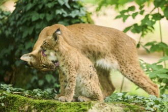 Eurasian lynx (Lynx lynx) mother with her youngster in a forest, Bavaria, Germany, Europe