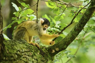 Common squirrel monkey (Saimiri sciureus) in a tree, captive, distribution South America