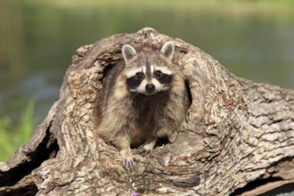Raccoon (Procyon lotor), adult, female, at the den, Montana, USA, North America