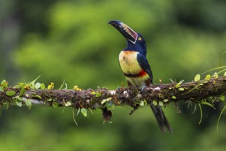 Collared Aracari (Pteroglossus torquatus), Toucans (Ramphastidae), Laguna del Lagarto Lodge,