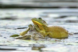 Bull frogs Lithobates catesbeianus. Male bull frogs fighting during the breeding season. La