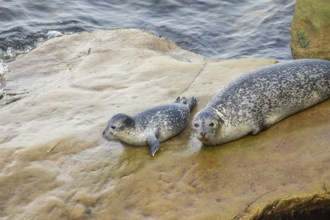 Harbor seal, phoca vitulina vitulina. Female seal and baby resting on a rock by the sea and