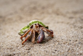 Caribbean hermit crab (Coenobita clypeatus), in the sand on the beach, Parque Nacional Cahuita,