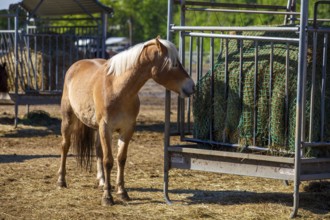Horses in the paddock