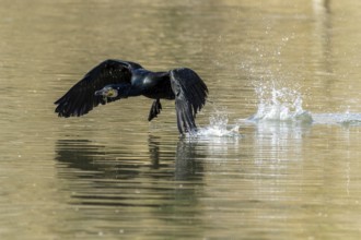 Great cormorant (Phalacrocorax carbo), flying, wildlife, Germany, Europe