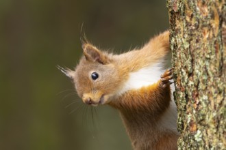 Red squirrel (Sciurus vulgaris) adult animal on a tree trunk, Yorkshire, England, United Kingdom,