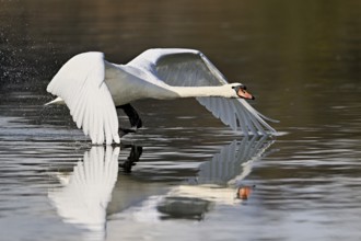 Mute swan (Cygnus olor), taking off from the water, Flachsee, Switzerland, Europe