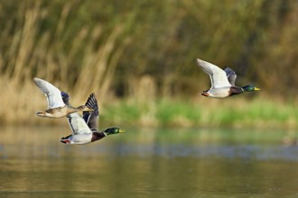 Mallard ducks (Anas platyrhynchos), formation in flight, Switzerland, Europe
