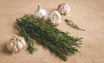 Fresh bunch of rosemary with garlic, on a beige background, food concept