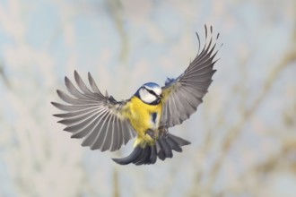 Blue tit (Parus caeruleus), in flight, high speed flight recording, winter, animals, birds,