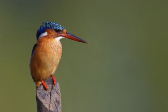 Crested Kingfisher, Corythohrnis cristatus, (Alcedo cristata), Kingfisher family, Malachite