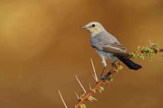 Blackstart, (Cercomela melanura), Grey Chat, Ayn Hamran, Salalah, Dhofar, Oman, Asia